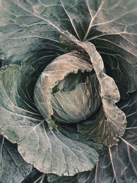 High angle view of leaves on plant
