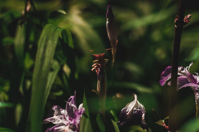 Close-up of purple flowering plant