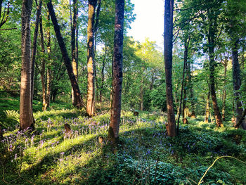 View of trees in forest