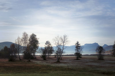 Trees on field against sky