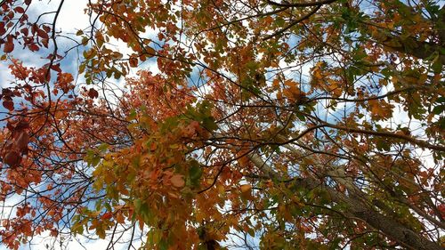 Low angle view of tree