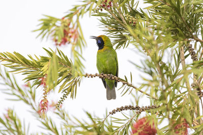 Bird perching on a tree