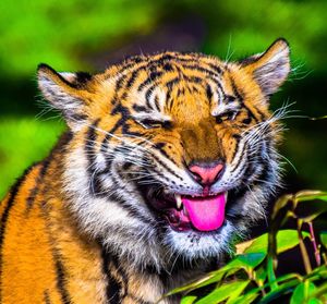 Close-up tiger sticking out tongue