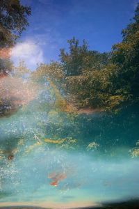 Low angle view of trees against sky