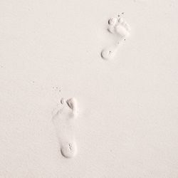 paw print