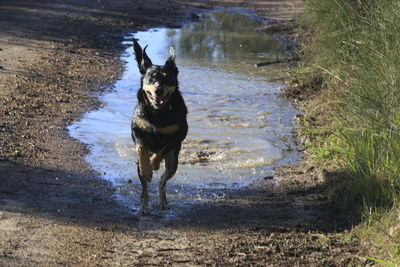 Dog running in water