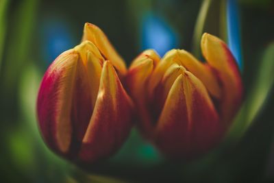 Close-up of red tulip