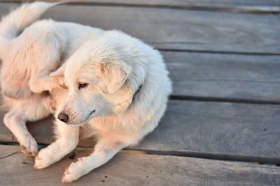 High angle view of a dog resting on wood