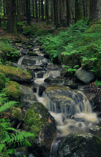 Stream flowing in forest