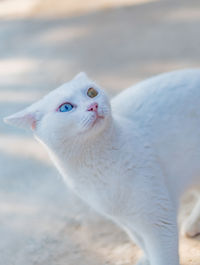 Close-up of white cat