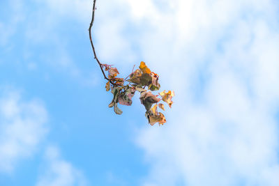 Low angle view of flowering plant against blue sky