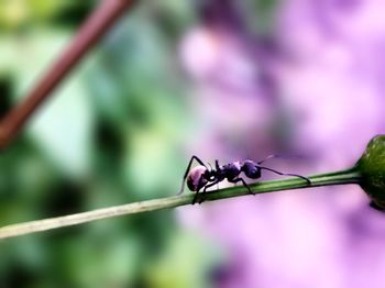 Close-up of insect on leaf