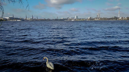 Swan in river against blue sky