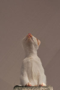 Cat sitting on a wall