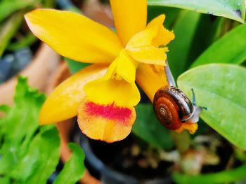 Close-up of yellow flowering plant