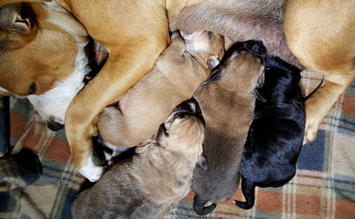 High angle view of a dog