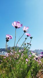 Close-up of pink flowering plant against clear blue sky