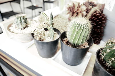 High angle view of potted plants on table
