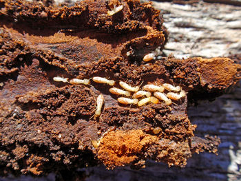 Close-up of crab on shore