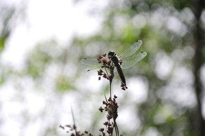 Close-up of butterfly on flower