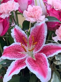 Close-up of pink rose flowers