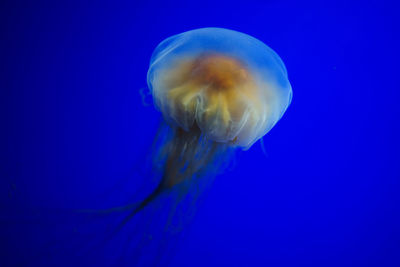 Close-up of jellyfish against blue background