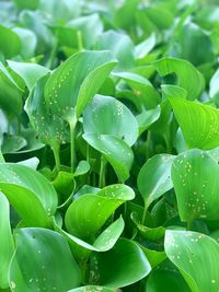 Close-up of raindrops on leaves