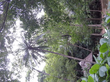 Low angle view of trees against sky