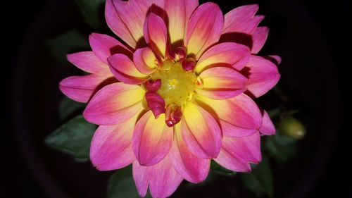 Close-up of pink flower