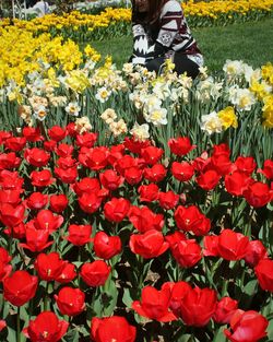 Close-up of red tulip flowers