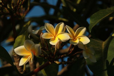 Close-up of frangipani on plant