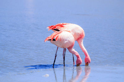 Bird standing in a lake