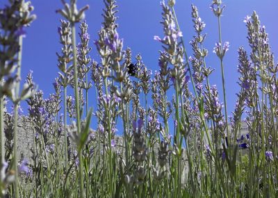 Close-up of plants growing on field against blue sky