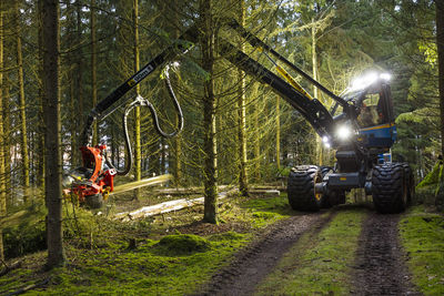 Feller buncher working in forest