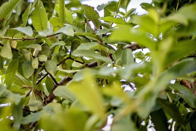 Low angle view of leaves growing on plant