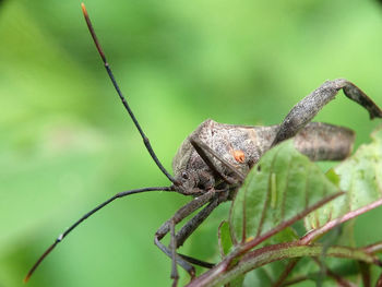 Close-up of butterfly on leaf