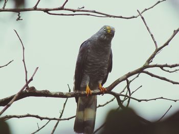 Low angle view of eagle perching on tree