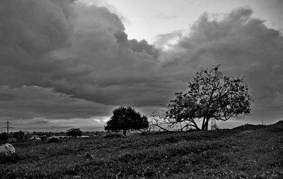 Trees on field against sky