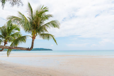 Palm tree on beach against sky