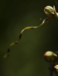 Close-up of plant against white background