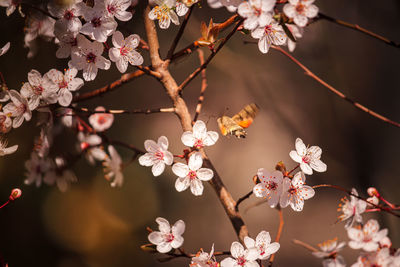 Close-up of cherry blossom flowers