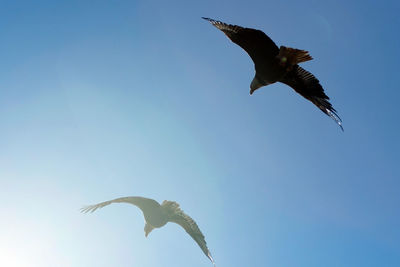 Low angle view of eagle flying against clear sky