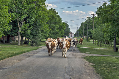 A larger group of domestic cows returning from all-day grazing to their addresses. 