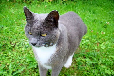 Portrait of cat on grassy field