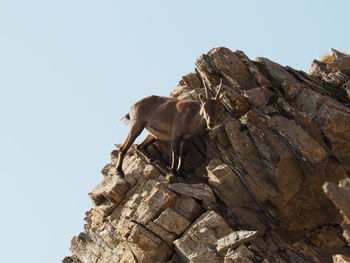 Ibex on the rock.