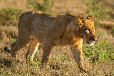 Lioness running on field