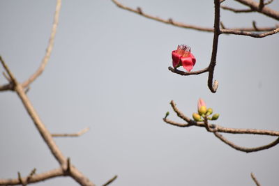 Close-up of red flowers on branch