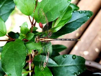 Close-up of insect on plant