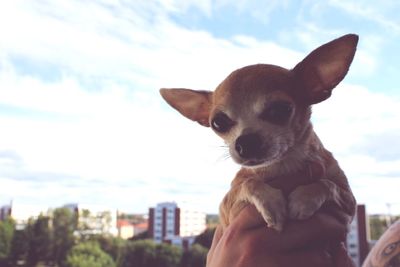 Close-up of hand holding small dog against sky