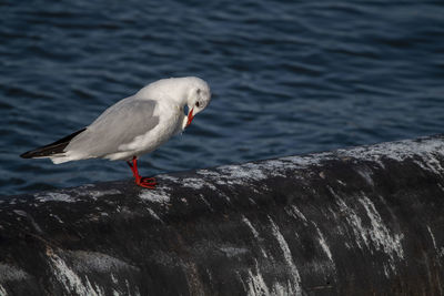 Seagull perching on rock